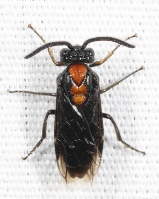 Argid Sawflies - Argidae