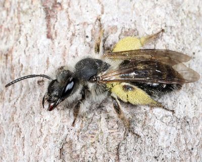 Andrena tridens