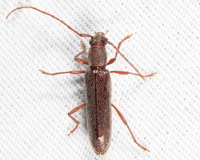 Micranoplium unicolor