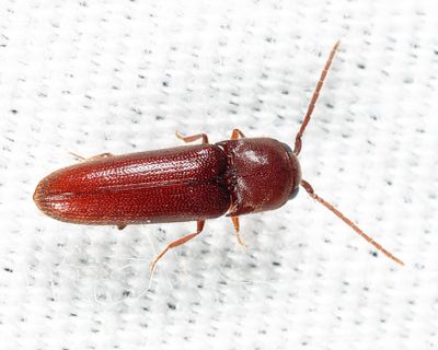 Entomophthalmus rufiolus