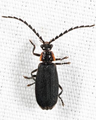 Net Winged Beetles - Lycidae