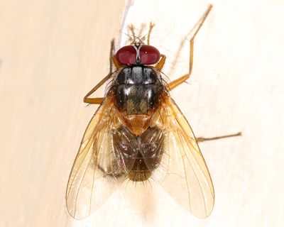 Mydaea impedita