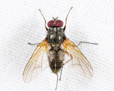 Mydaea neglecta