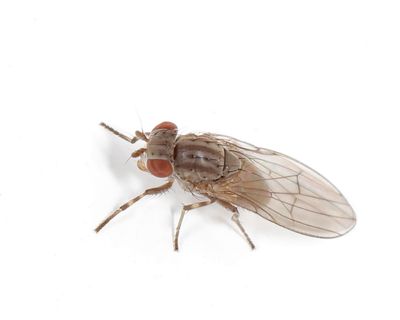 Lauxaniidae Flies