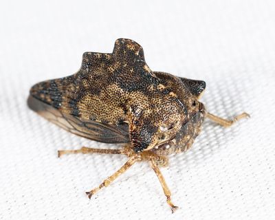 Heliria sp.