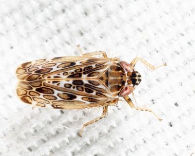 Leafhoppers genus Polyamia