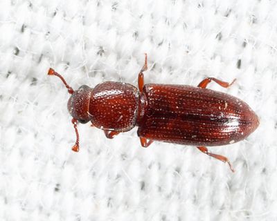 Root-eating Beetles - Monotomidae