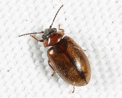Contacyphon variabilis