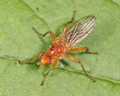 Scathophaga nigrolimbata