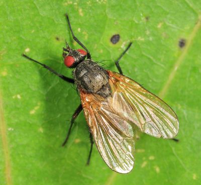 Chirosia flavipennis