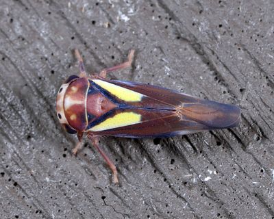 Leafhoppers genus Balcanocerus