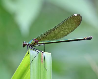 Damselflies - Odonata - Zygoptera