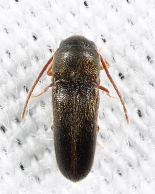 Microrhagus brunneus