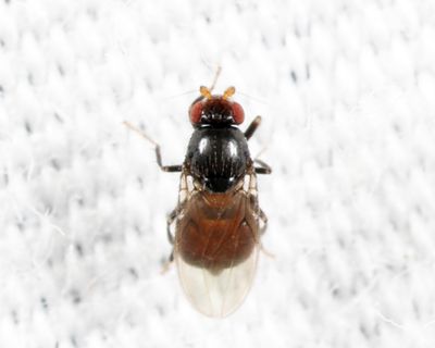 Bitheca steyskali