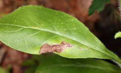 Calycomyza novascotiensis