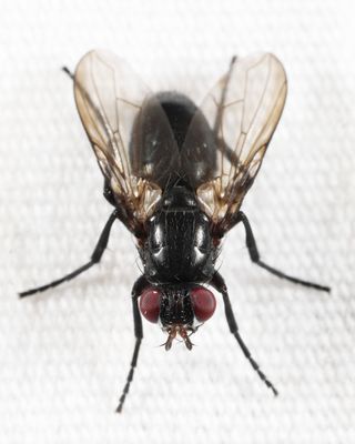 Eloceria nigra