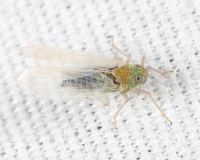 Chloriona sicula