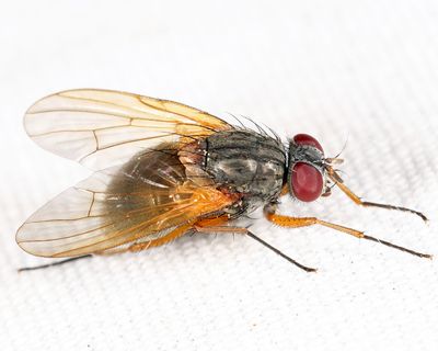 Phaonia apicata