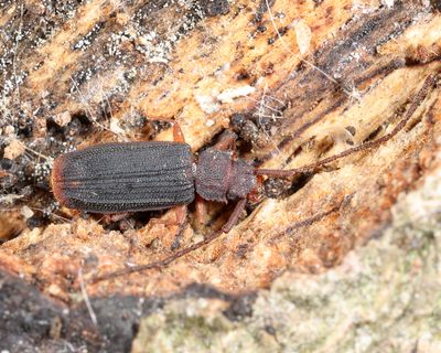 Uleiota dubia