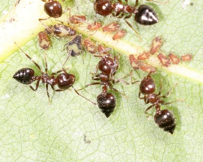 Acrobat Ants - genus Crematogaster
