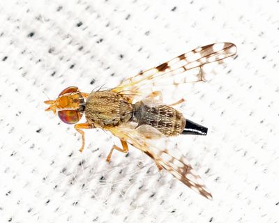 Fruit Flies - Tephritidae