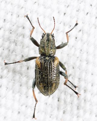 Stenelmis mirabilis