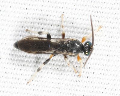 Ichneumon Wasps - Metopiinae