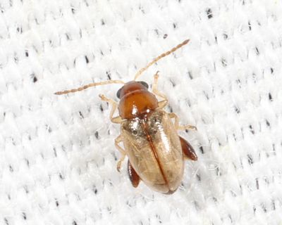 Flea Beetles - Alticini