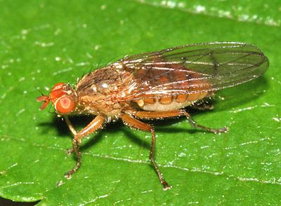 Scathophaga spurca