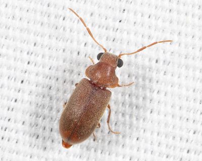 Death-watch & Spider Beetles - Ptinidae