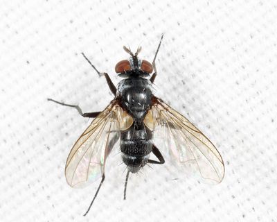 Phyllophilopsis nitens