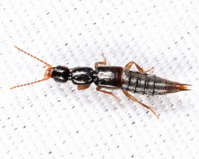 Rove Beetles - Subfamily Paederinae
