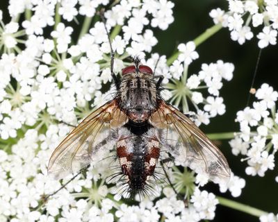 Ptilodexia incerta