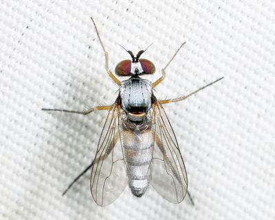 Argyra albicans