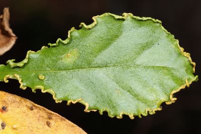 Mites - Acari
