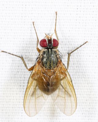 Phaonia pulvillata