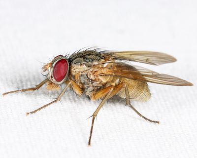Phaonia pulvillata