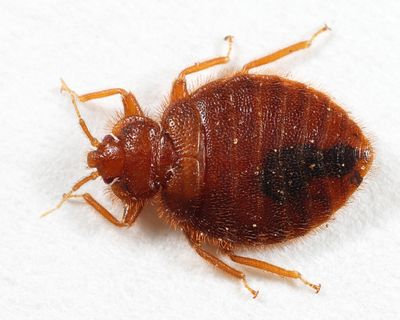 Bed Bugs - Cimicidae