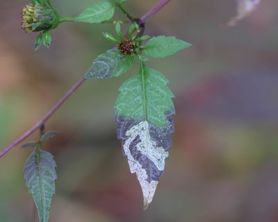 Liriomyza carphephori