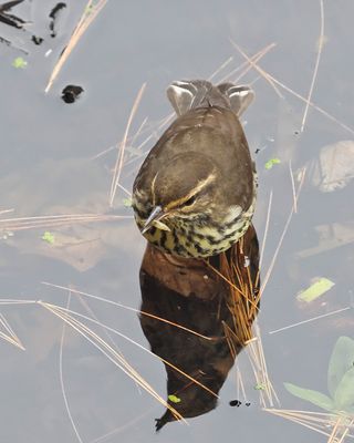 Northern Waterthrush - Parkesia noveboracensis