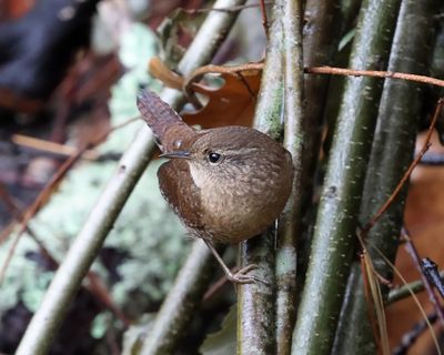 Winter Wren - Troglodytes hiemalis