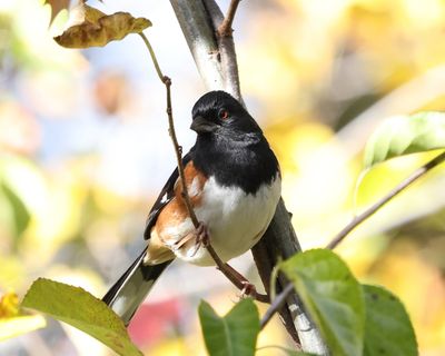 Eastern Towhee - Pipilo erythrophthalmus