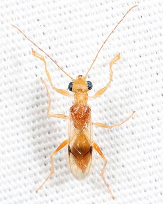 Wasps - Dryinidae