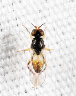 Frit Flies - subfamily Oscinellinae