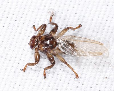 Louse Flies - Hippoboscidae