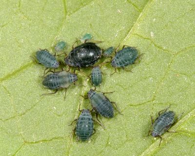 Garlic Mustard Aphid - Lipaphis alliariae