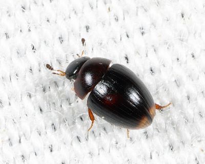 Cercyon roseni