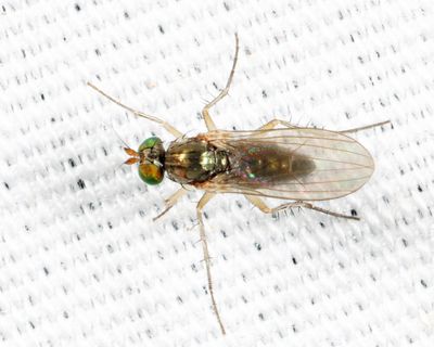 Long-legged Flies - Dolichopodidae