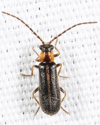Rhagonycha nanula
