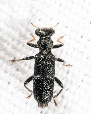 Checkered Beetles - Cleridae